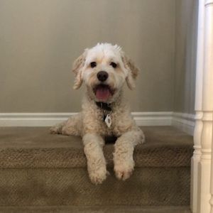 Meet your Posher, Abbie